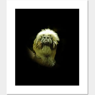 Cotton-top tamarin Posters and Art